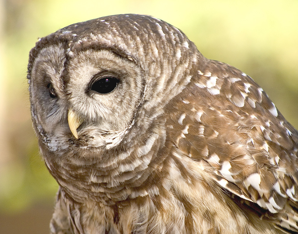 1185 barred owl low res original