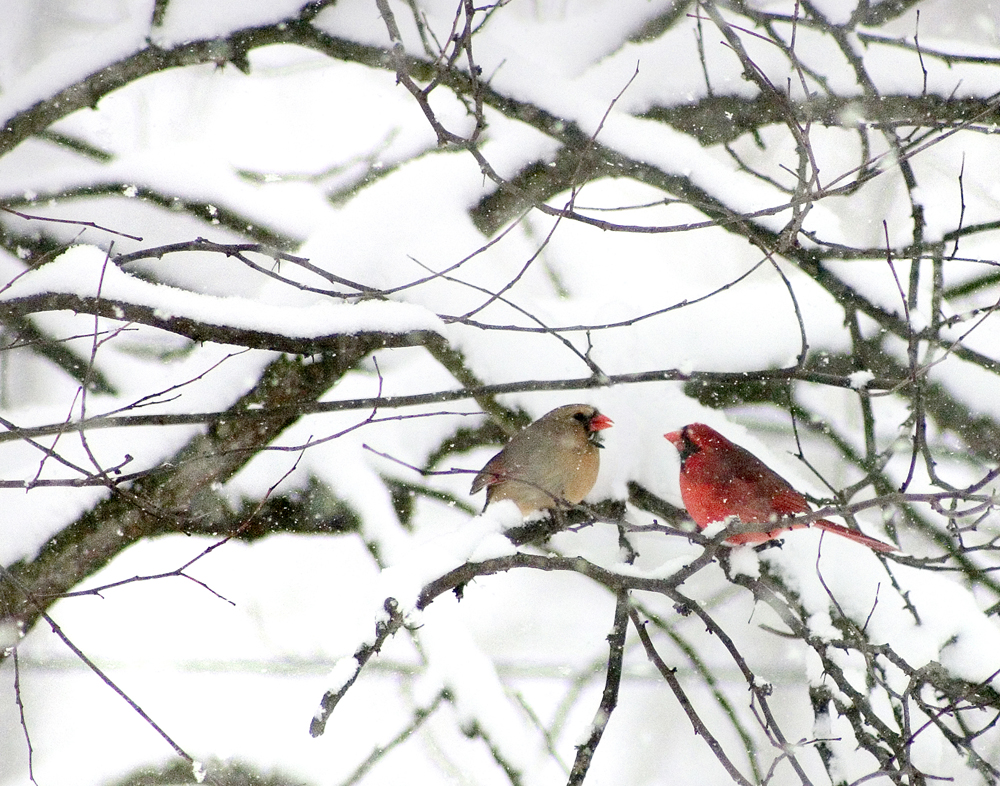 20080308 2048 two cardinals in snow low res for viewpoint original