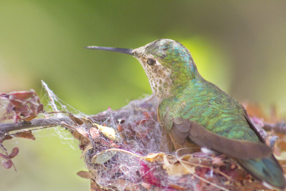 20130523 5850 hummingbird in nest   low res original