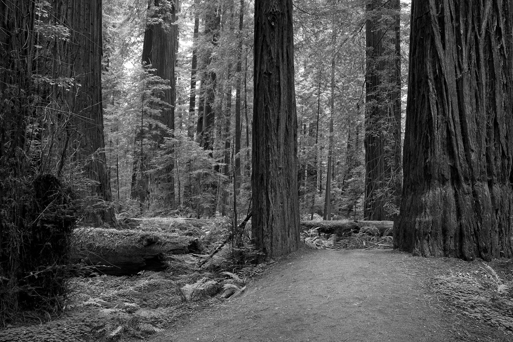 20160708 3708 redwood forest low res original