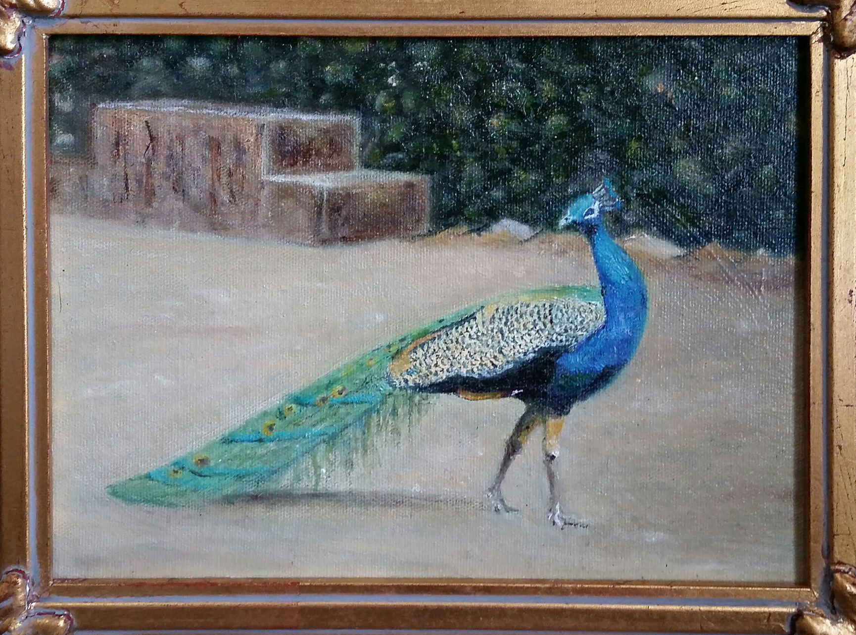 Beau bray peacock original